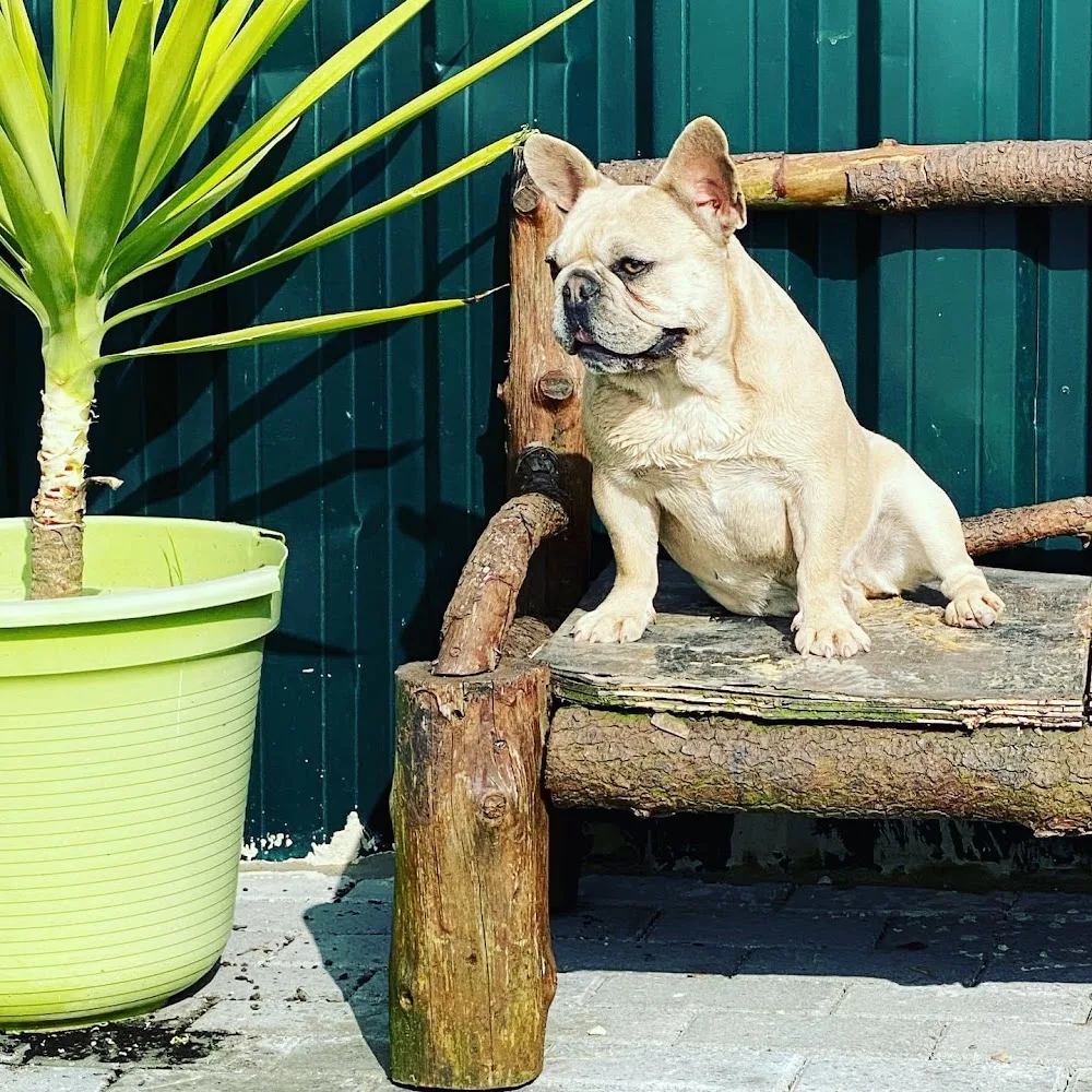 Oficina dos bichos , Hotel e Creche de animais - Portugal pet otel