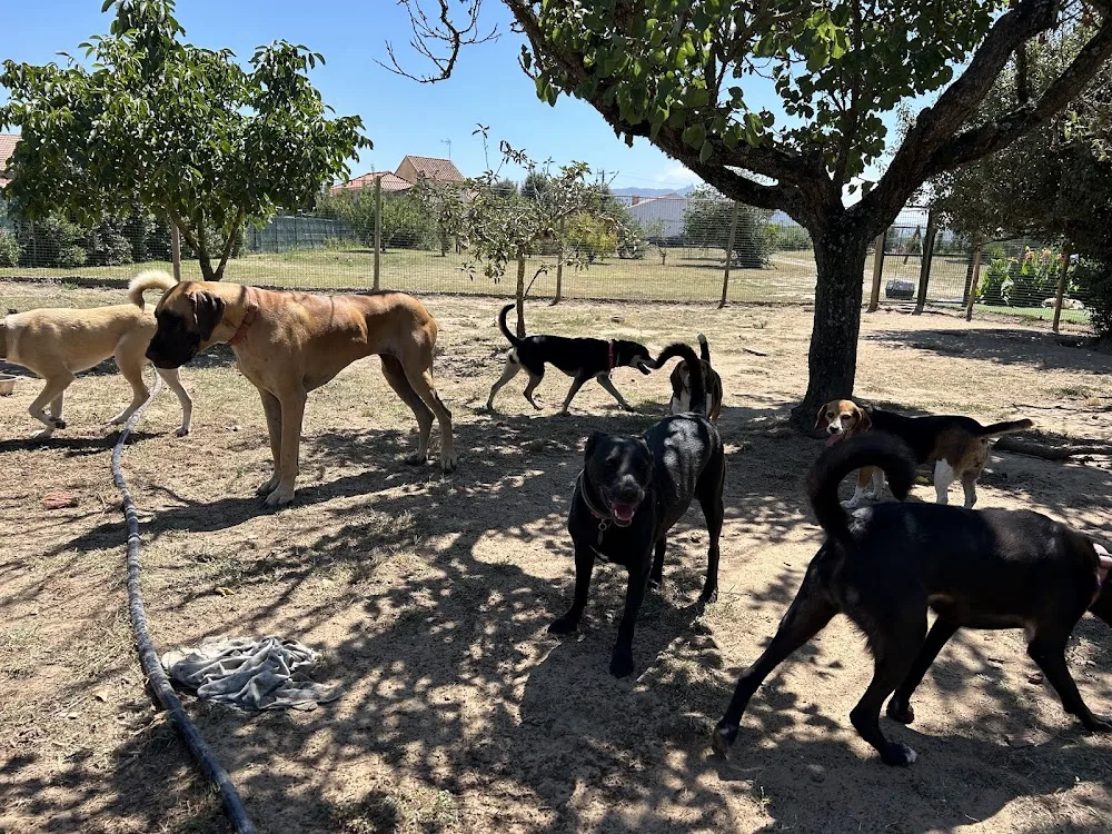 Talismã dog hotel - hotel para cães - Portugal pet otel görseli 3
