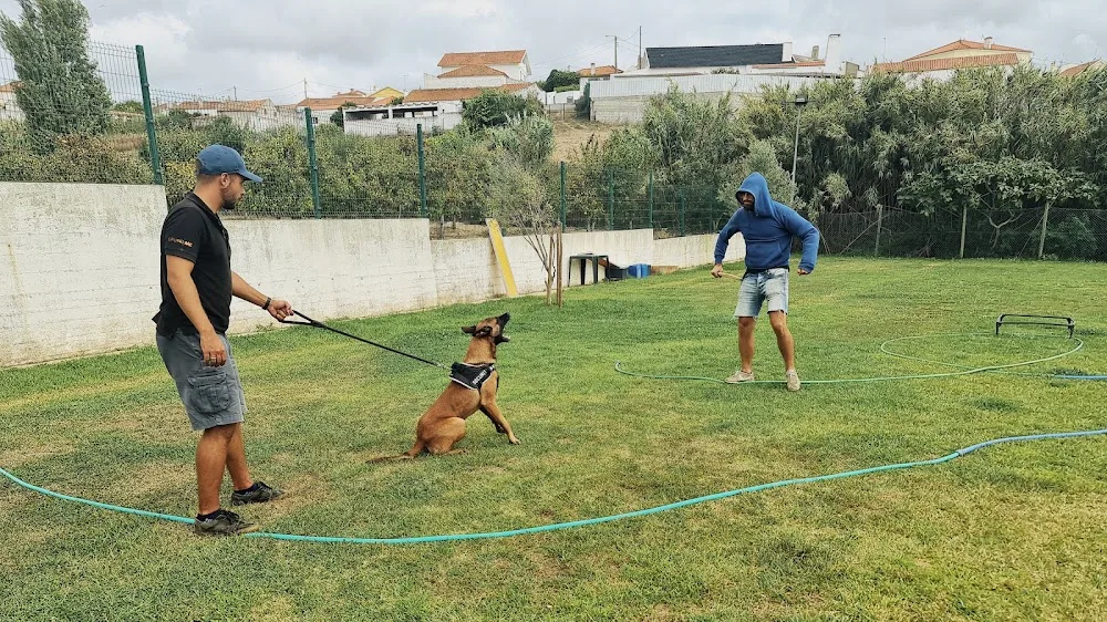 WorkDog VL- Criação de P.B Malinois, Treino, Hotel e Creche Canina - Portugal pet otel görseli 2
