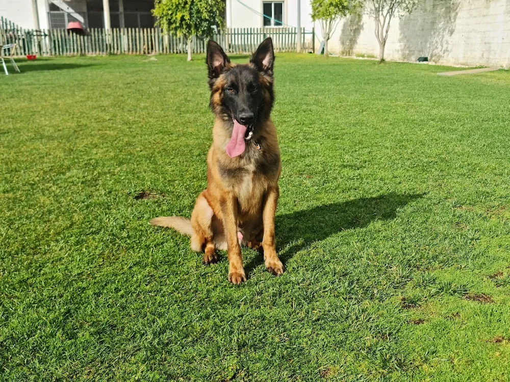 WorkDog VL- Criação de P.B Malinois, Treino, Hotel e Creche Canina - Portugal pet otel görseli 3