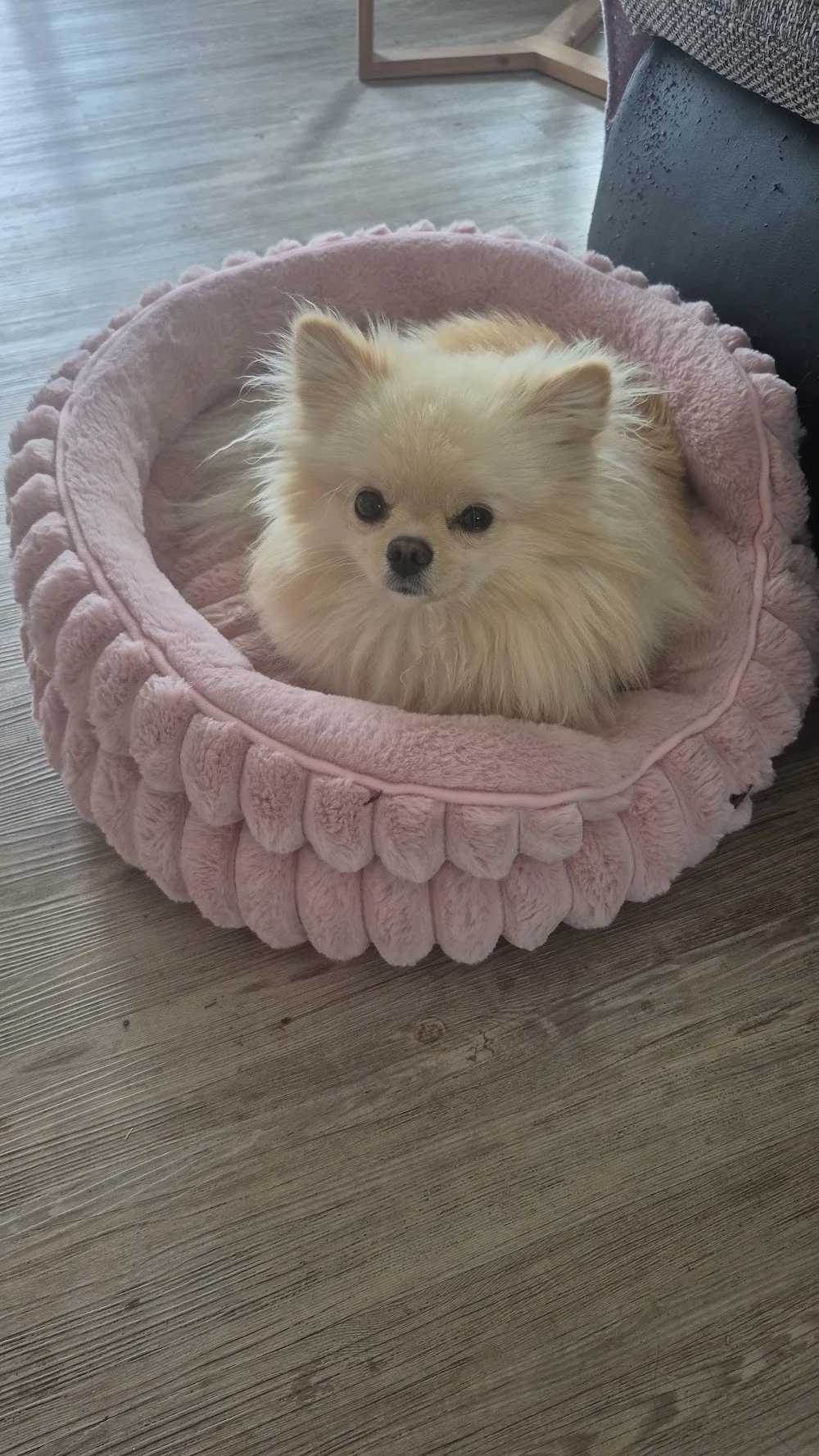 Hundetagesstätte/Hundepension Elke Zellner - Prachatice pet otel görseli 3