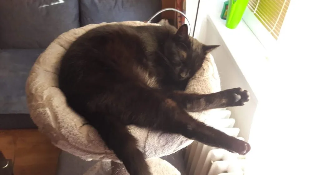 Catsit - Prague's No.1 Catsitting Company Since 2011 - Prague pet otel