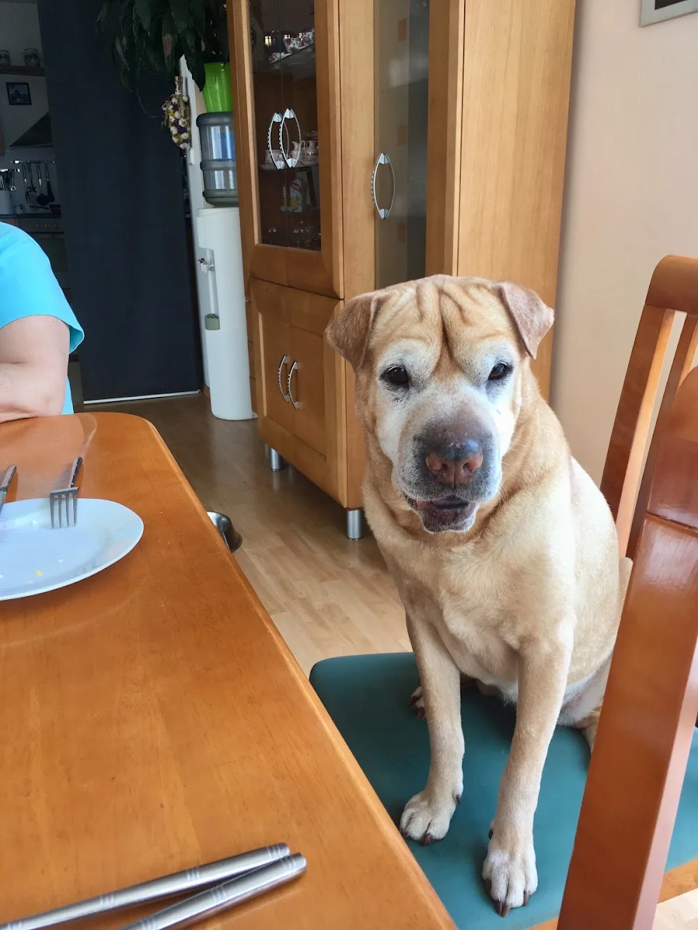 Dog school and hotel Tessinka - Prague pet otel