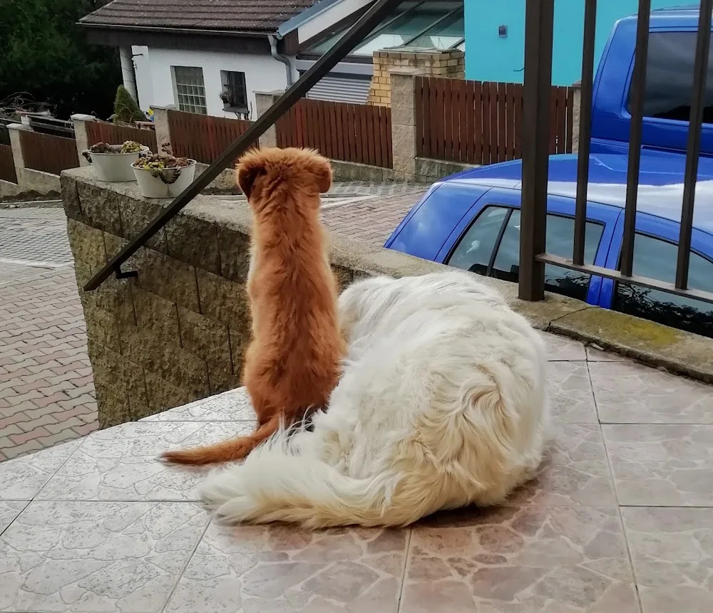 Dog school and hotel Tessinka - Prague pet otel görseli 7