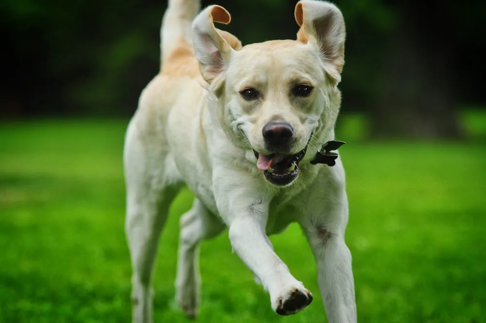 Pawz - Prague pet otel görseli 2