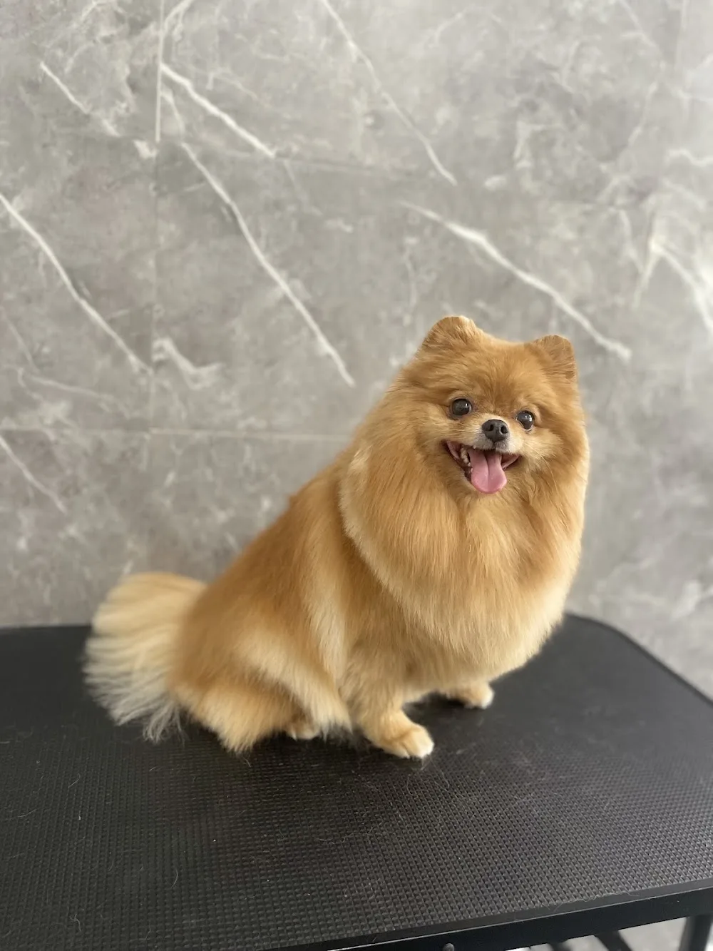 Pet House Grooming Prague - Prague pet otel