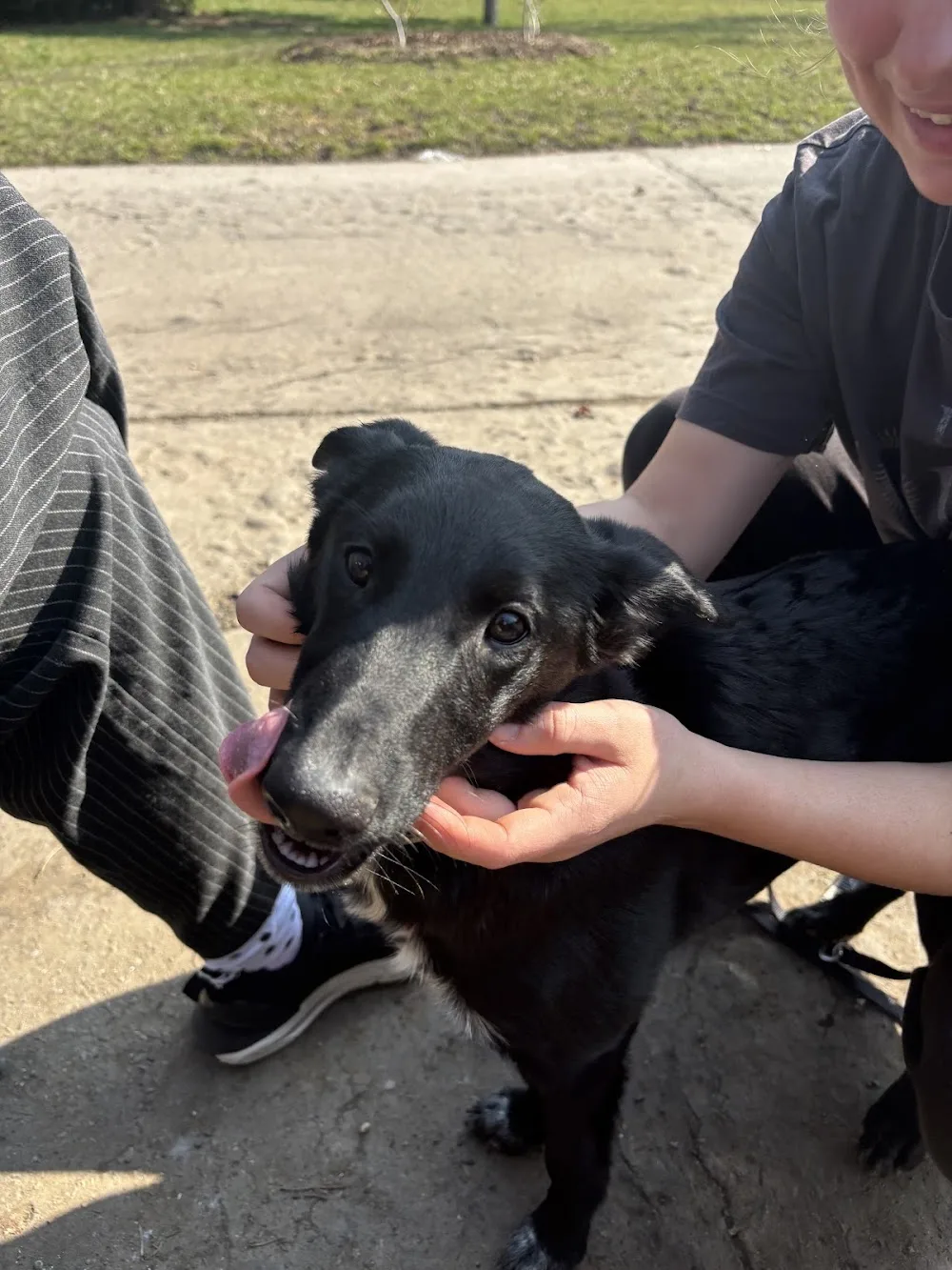 Project Hope- Hope Temporary Care - Prague pet otel