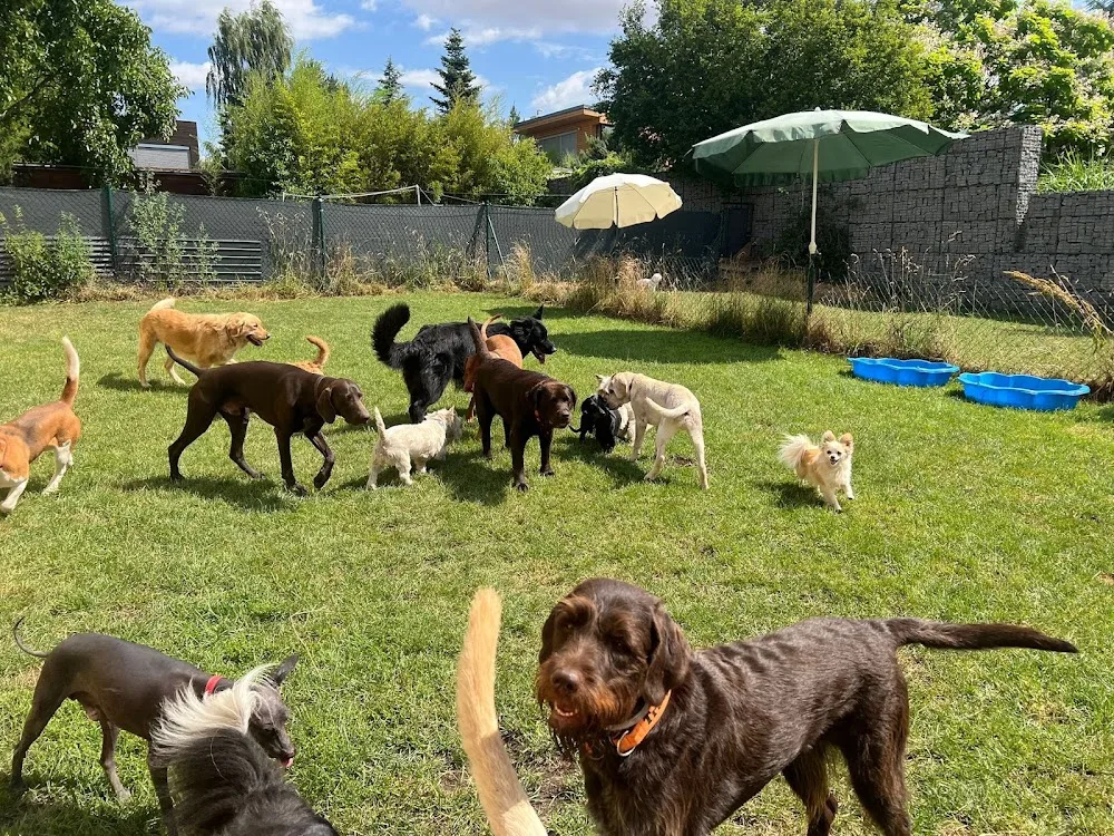 Psí hotel a školka PĚTKA - Prague pet otel görseli 3