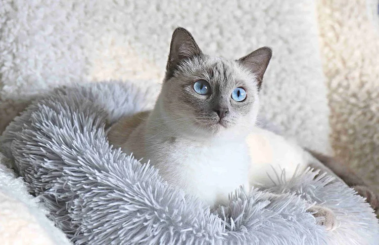 Royal Crystal Thai cats cattery - Prague pet otel görseli 6