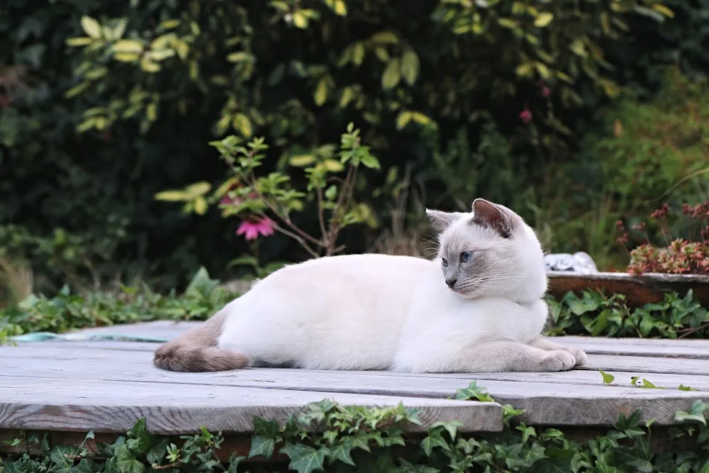 Royal Crystal Thai cats cattery - Prague pet otel görseli 7