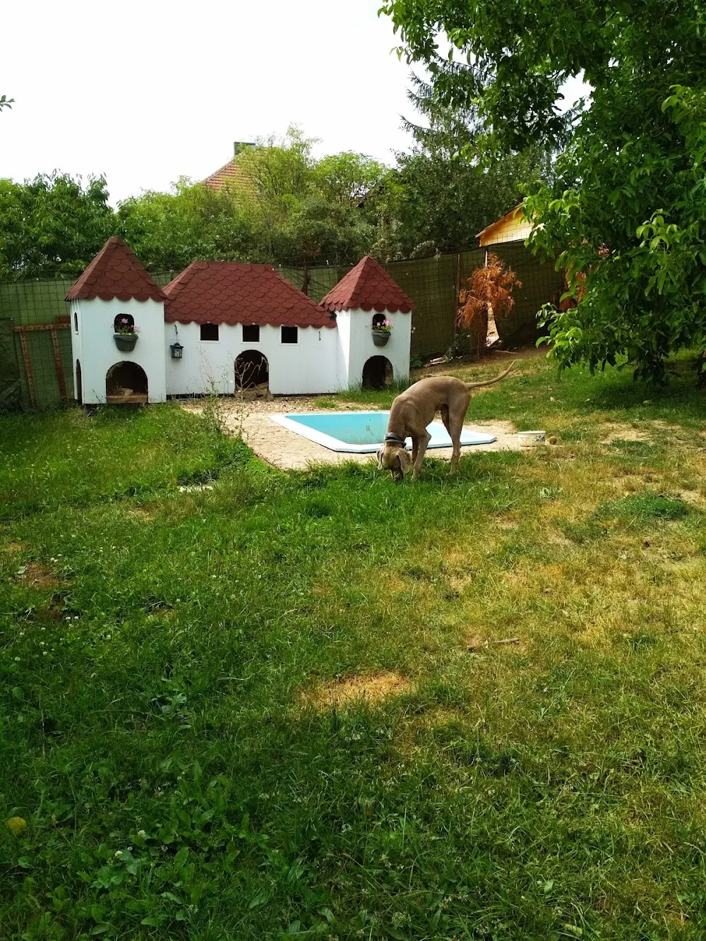 Services Dog Maya - hotel, salon, courses - Praha-západ pet otel görseli 3