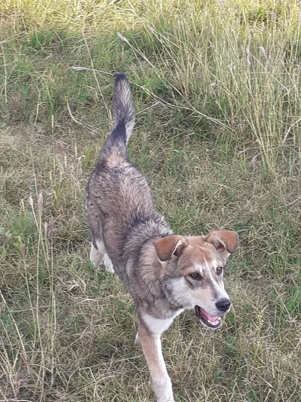 Bucov Kennel - Prahova pet otel görseli 3