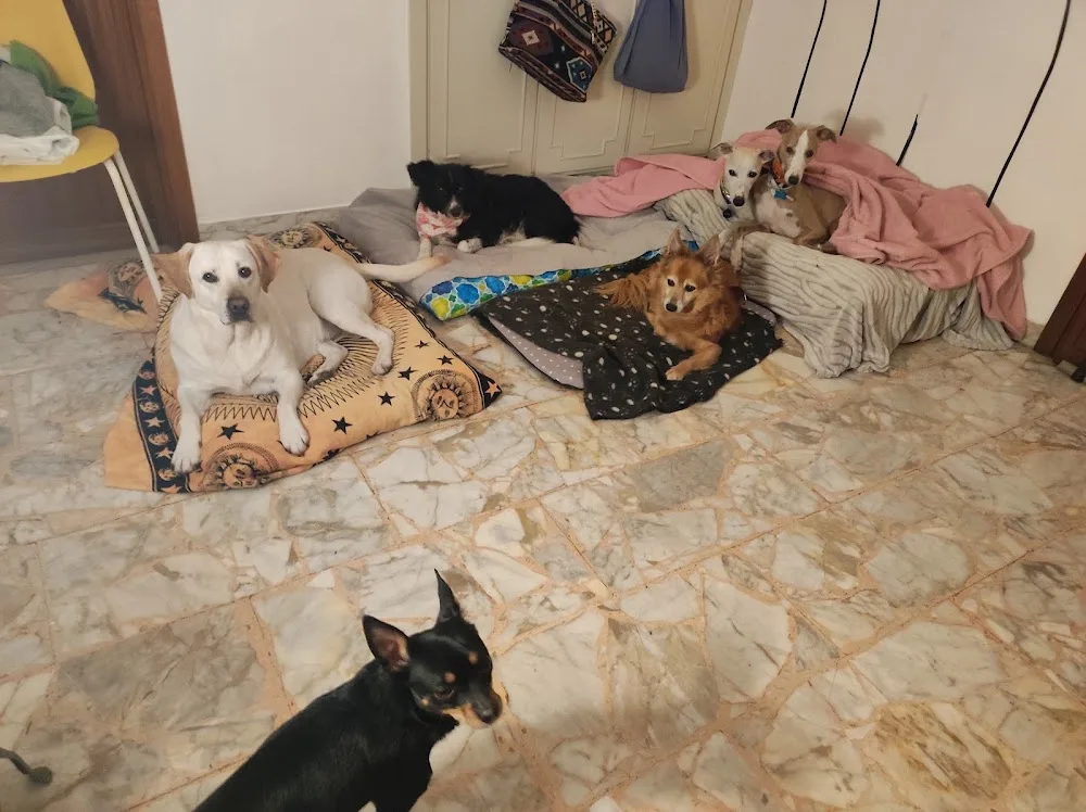 Pet Sitter Firenze e Dintorni - Prato pet otel görseli 3