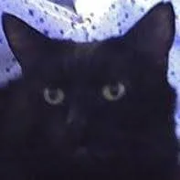 Pet Sitter Firenze e Dintorni - Prato pet otel görseli 5