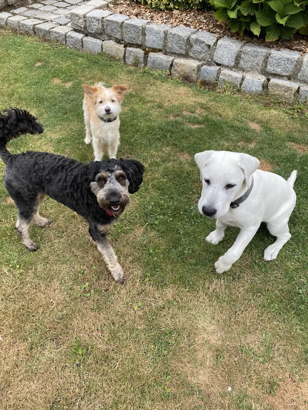 Uckerschnauzen - Hundeschule & Hundepension - Prenzlau pet otel görseli 3