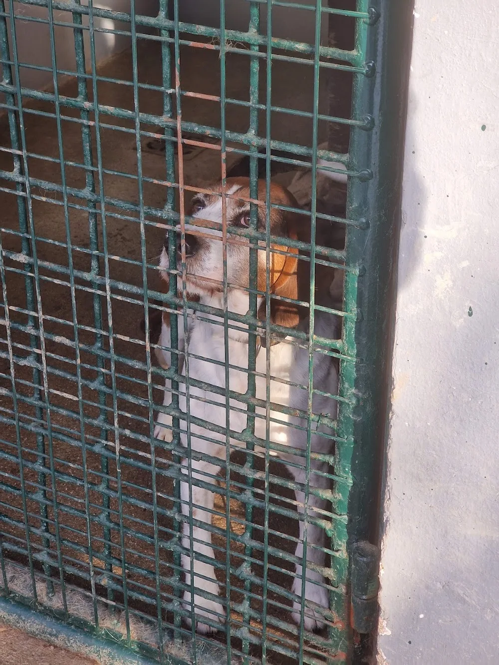 LIGHTHOUSE - dog shelter - Příbram pet otel görseli 3