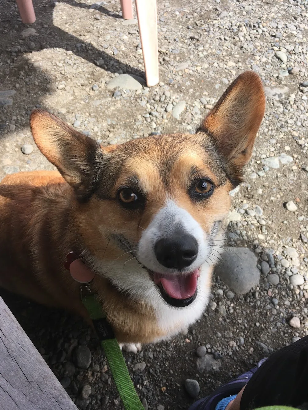 All DeTails pet sitting - Prince Edward Island pet otel