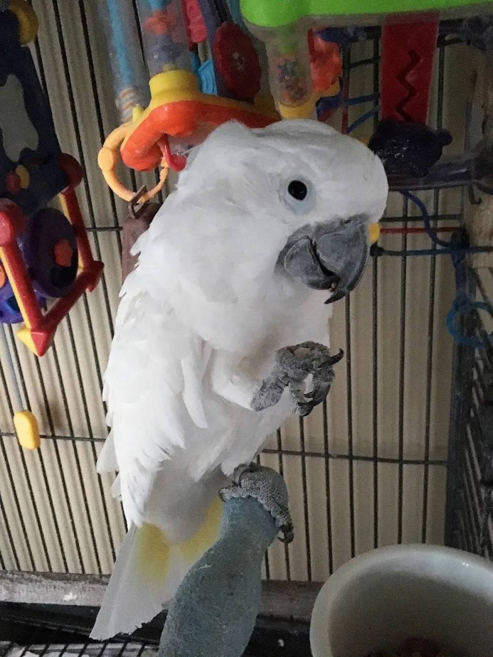 All DeTails pet sitting - Prince Edward Island pet otel görseli 3