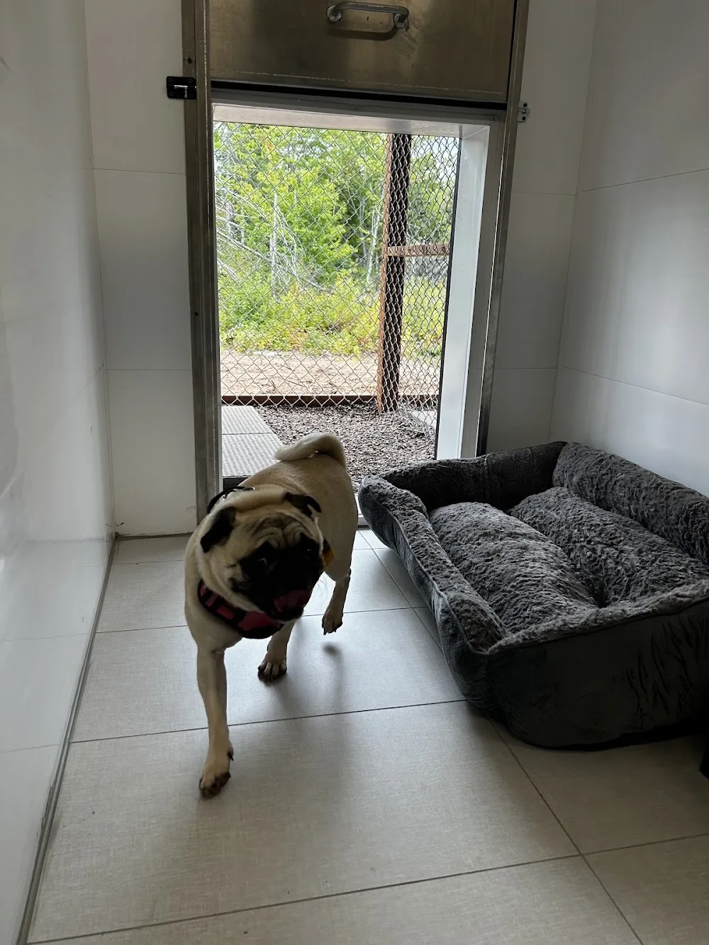 Casey’s Pet Haven - Prince Edward Island pet otel