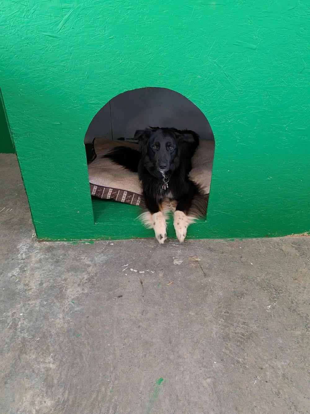 Come, play and Stay - Prince Edward Island pet otel