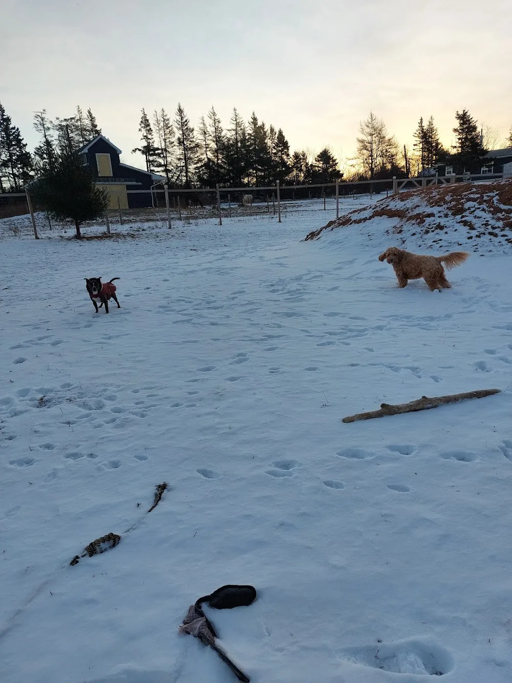 Country View Dog Care - Prince Edward Island pet otel görseli 3