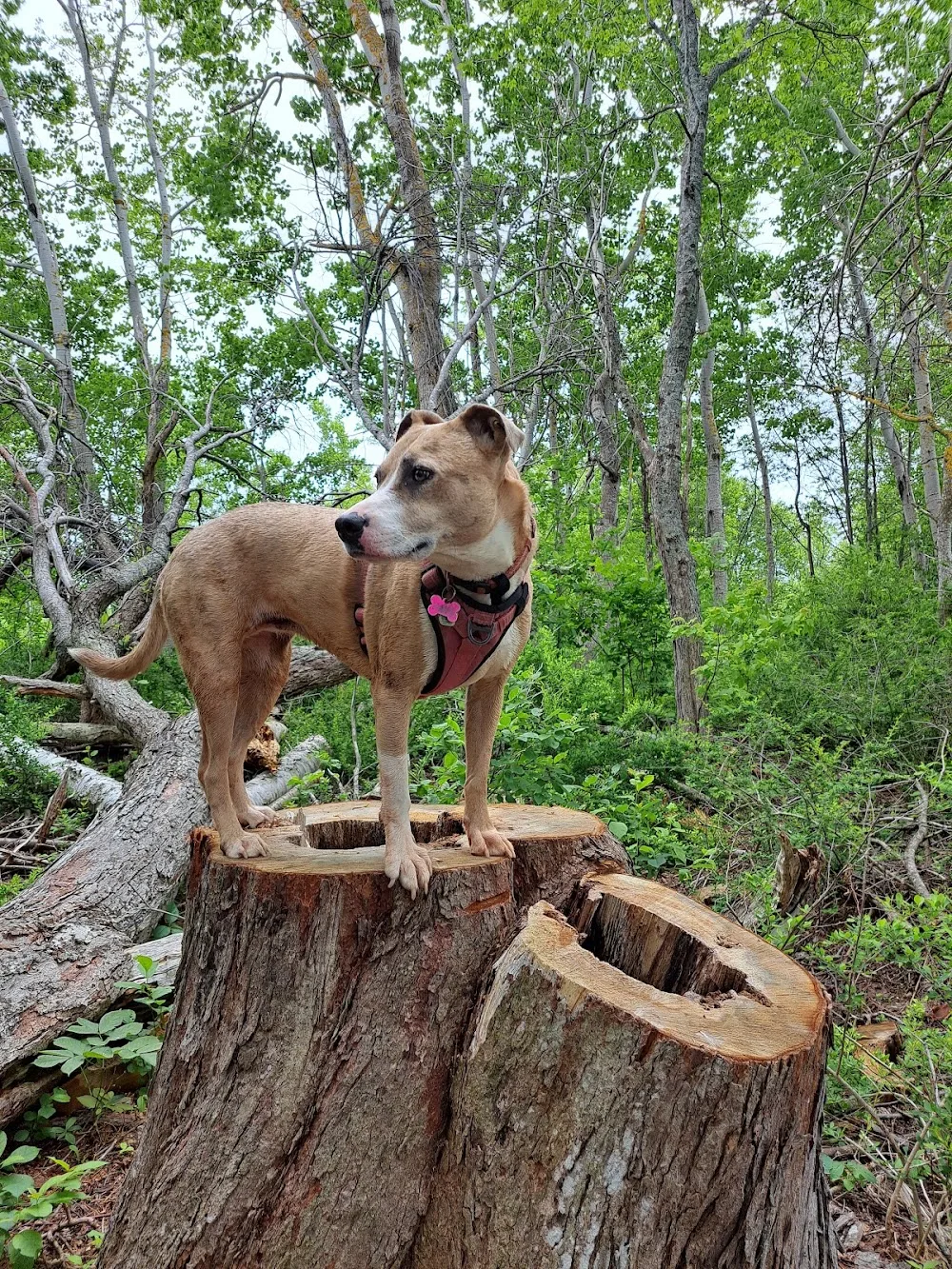 Fionavar Kennels - Prince Edward Island pet otel