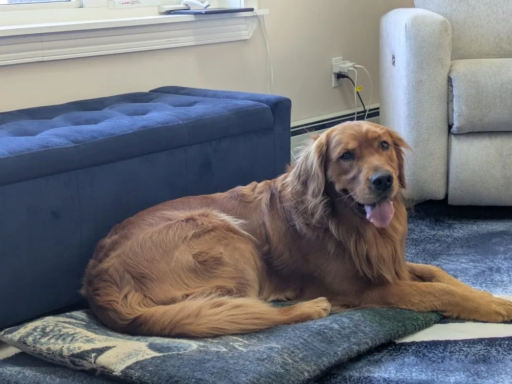 Home Away Dogsitting - Prince Edward Island pet otel görseli 3