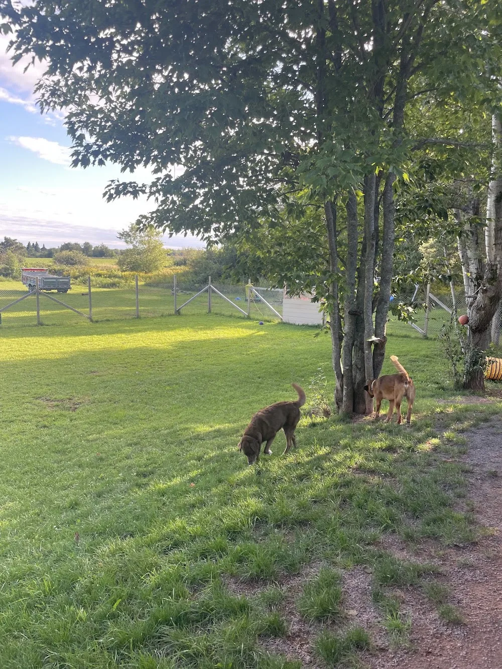 Island Spaw & Kennels inc - Prince Edward Island pet otel