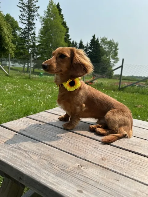 Island Spaw & Kennels inc - Prince Edward Island pet otel görseli 3