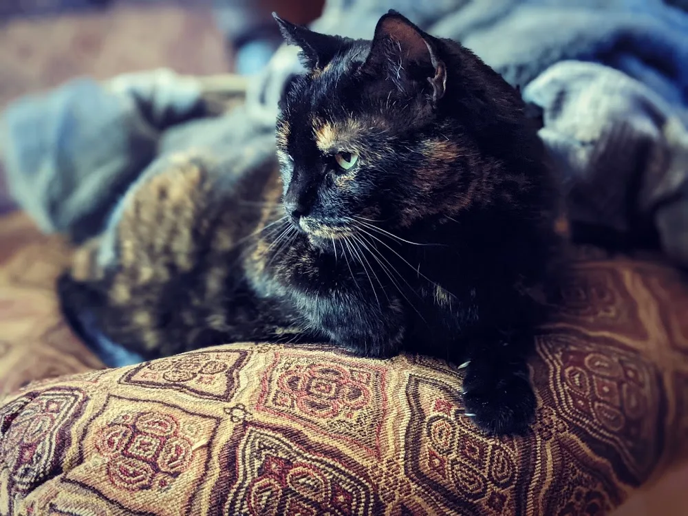 Kat The Pet Sitter - Prince Edward Island pet otel