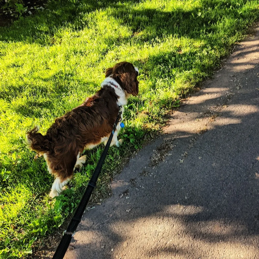 Kat The Pet Sitter - Prince Edward Island pet otel görseli 3