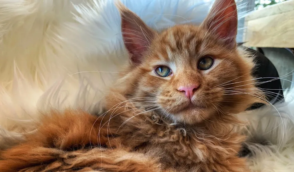 Maine Coon Family Cats & Kittens - Prince Edward Island pet otel