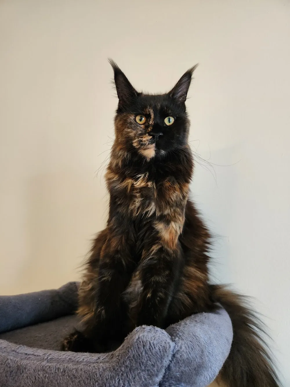 Maine Coon Family Cats & Kittens - Prince Edward Island pet otel görseli 3