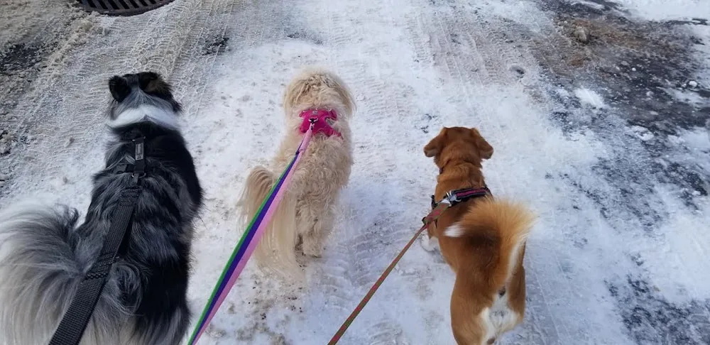 Mike The Dog Walker - Prince Edward Island pet otel görseli 2