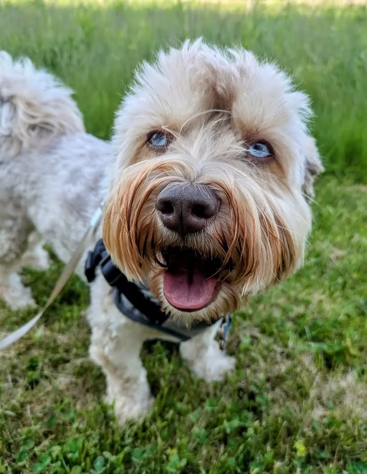 Mike The Dog Walker - Prince Edward Island pet otel görseli 3