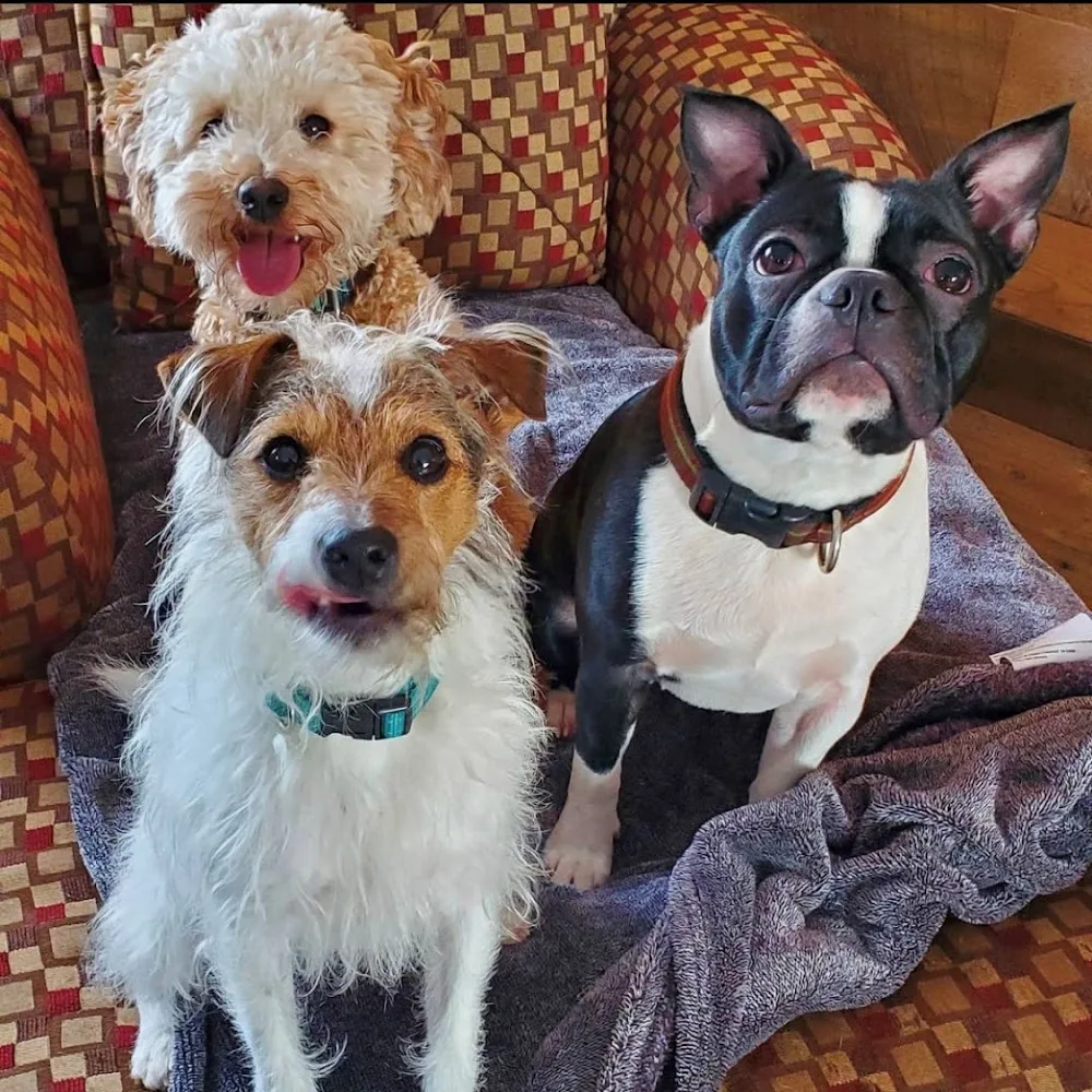 Riley's Dog Lodge - Prince Edward Island pet otel görseli 3