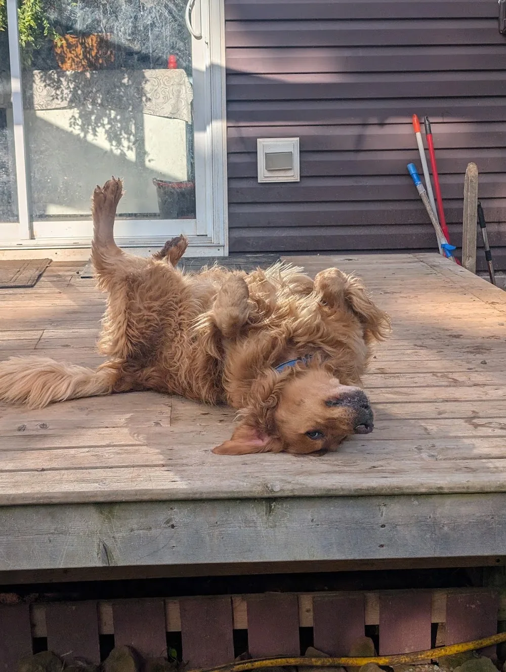 The Wiggle Butt Hutt Boarding Kennel - Prince Edward Island pet otel görseli 3
