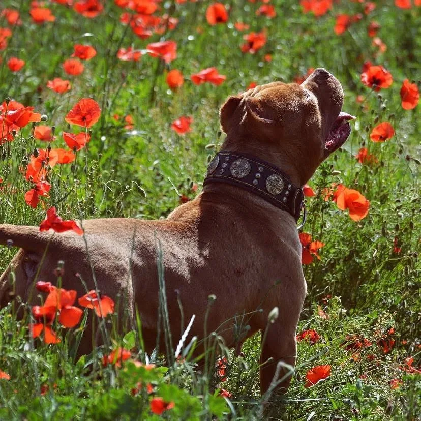 Élevage & Pension canine ESSB - Provence-Alpes-Côte-d’Azur pet otel