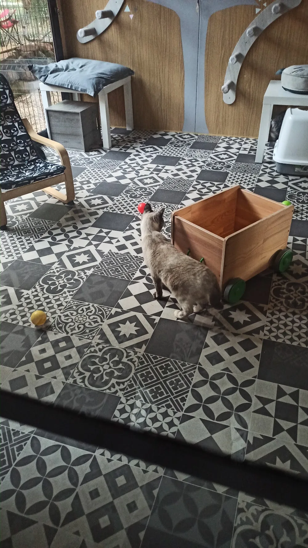 La Cigalière Hôtel pour chats 5* - Provence-Alpes-Côte-d’Azur pet otel görseli 3