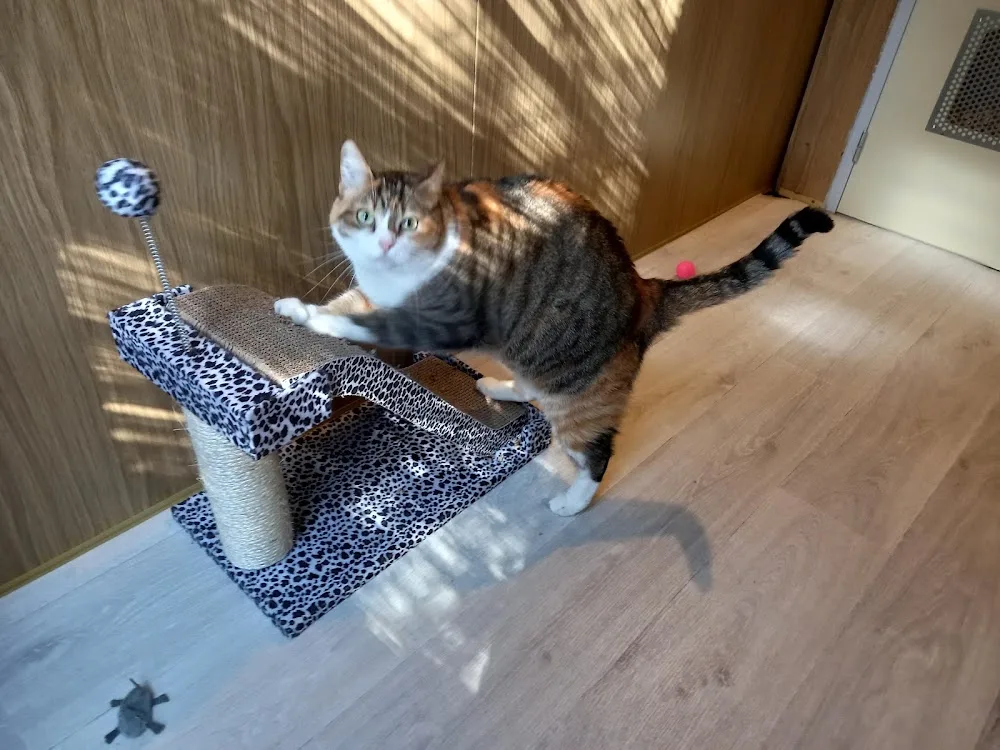 La Cigalière Hôtel pour chats 5* - Provence-Alpes-Côte-d’Azur pet otel görseli 6