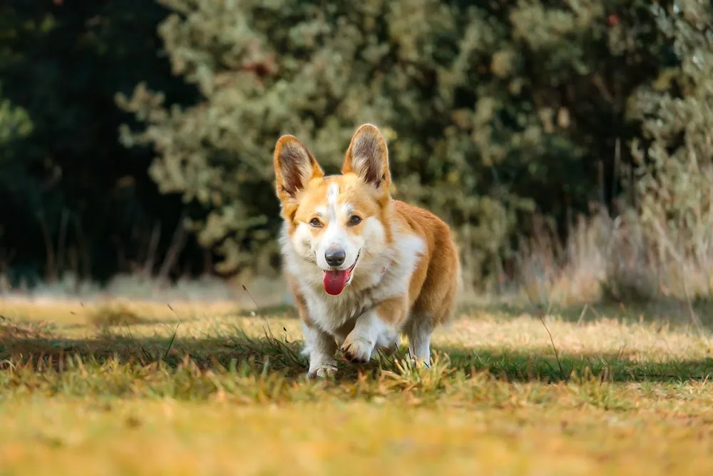 La Zone Canine : Pension Canine - Éducation - Loisirs - Provence-Alpes-Côte-d’Azur pet otel görseli 3