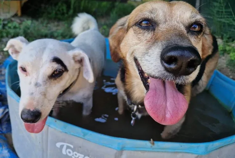 LES TOUTOUS EN COLO Pension canine 5 étoiles sans chenil pour famille de chiens - Provence-Alpes-Côte-d’Azur pet otel