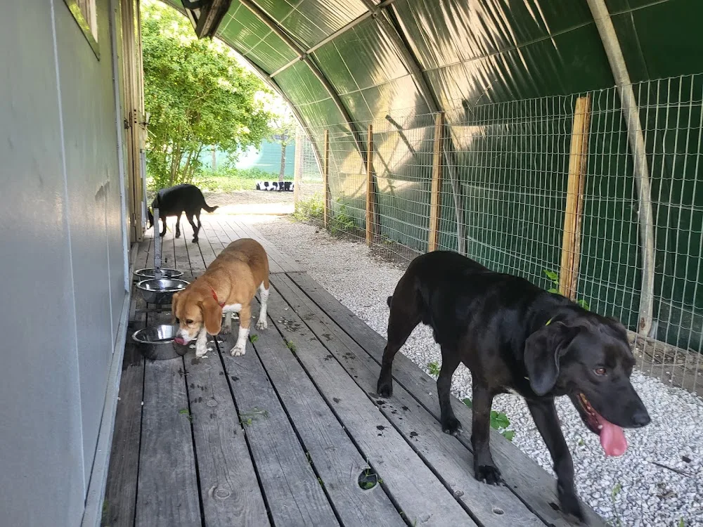 LES TOUTOUS EN COLO Pension canine 5 étoiles sans chenil pour famille de chiens - Provence-Alpes-Côte-d’Azur pet otel görseli 3