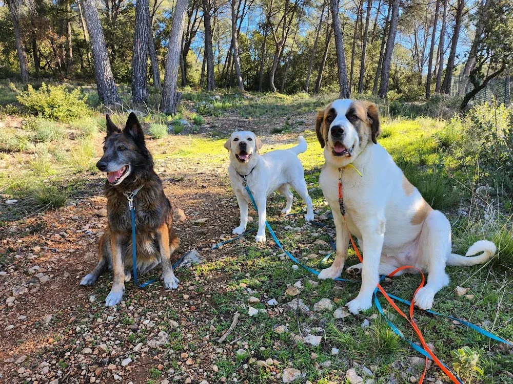 MY DOG'S Pension animalière Draguignan - Provence-Alpes-Côte-d’Azur pet otel görseli 3