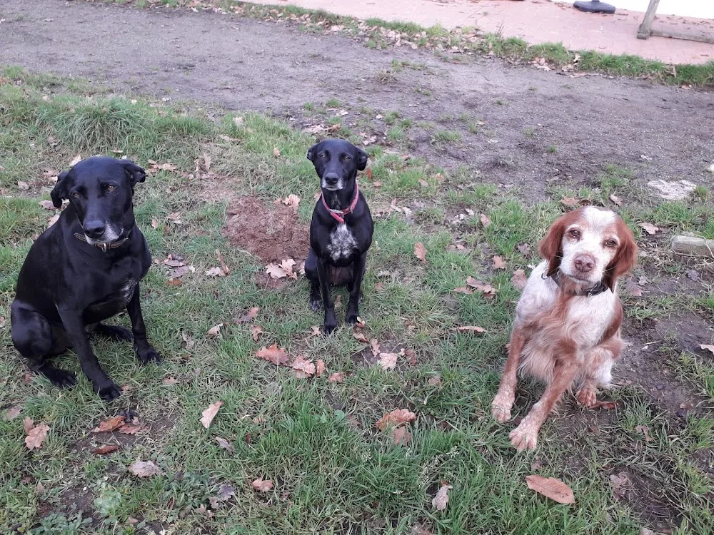Pension Canine à Challans en Vendée Au Comptoir des Moustaches 85 - Provence-Alpes-Côte-d’Azur pet otel görseli 3