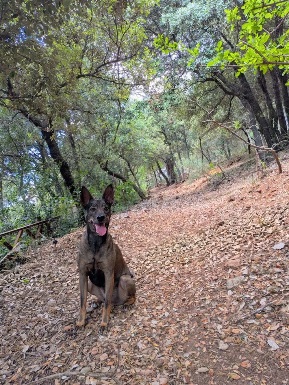 Pension Canine Chez Moka - Provence-Alpes-Côte-d’Azur pet otel görseli 7