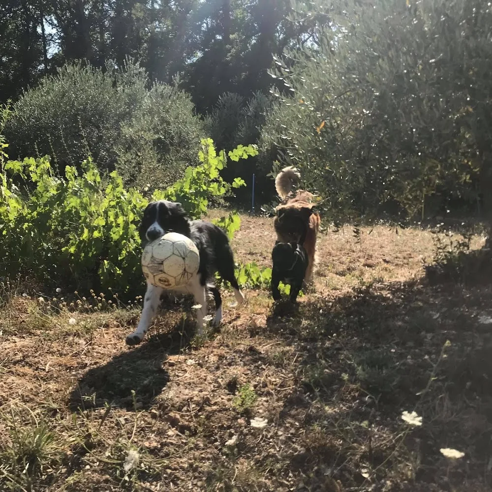 Pension canine des Cœurs poilus - Provence-Alpes-Côte-d’Azur pet otel