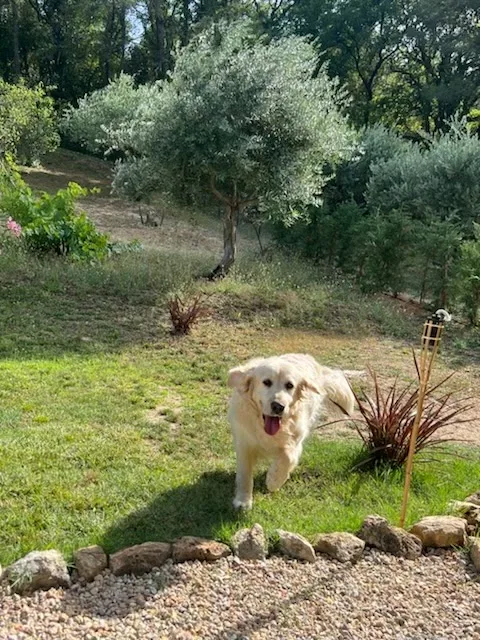 Pension canine des Cœurs poilus - Provence-Alpes-Côte-d’Azur pet otel görseli 3
