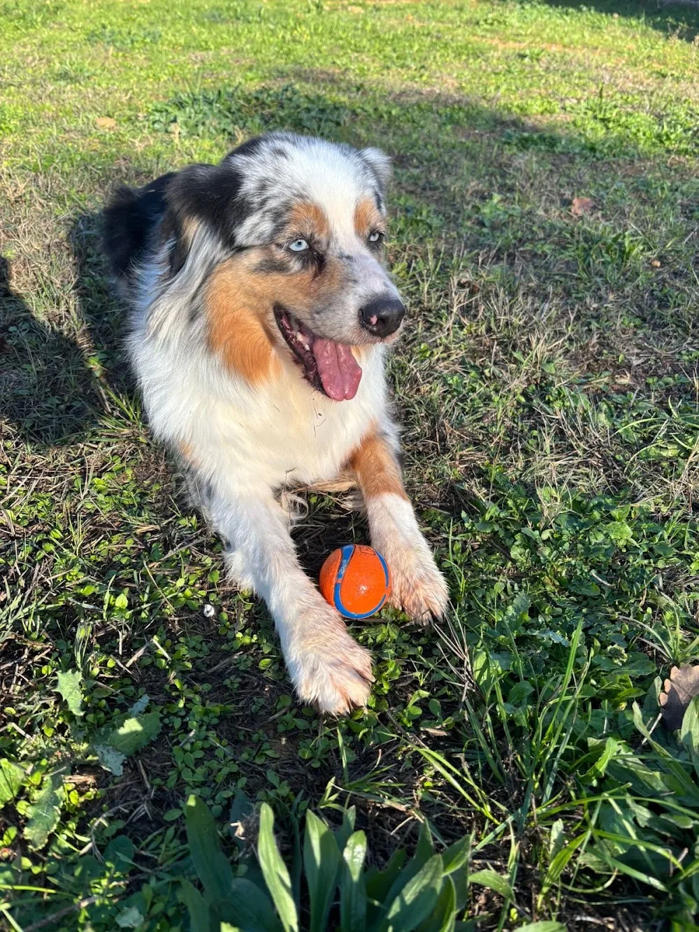Pension canine du Tao - Provence-Alpes-Côte-d’Azur pet otel