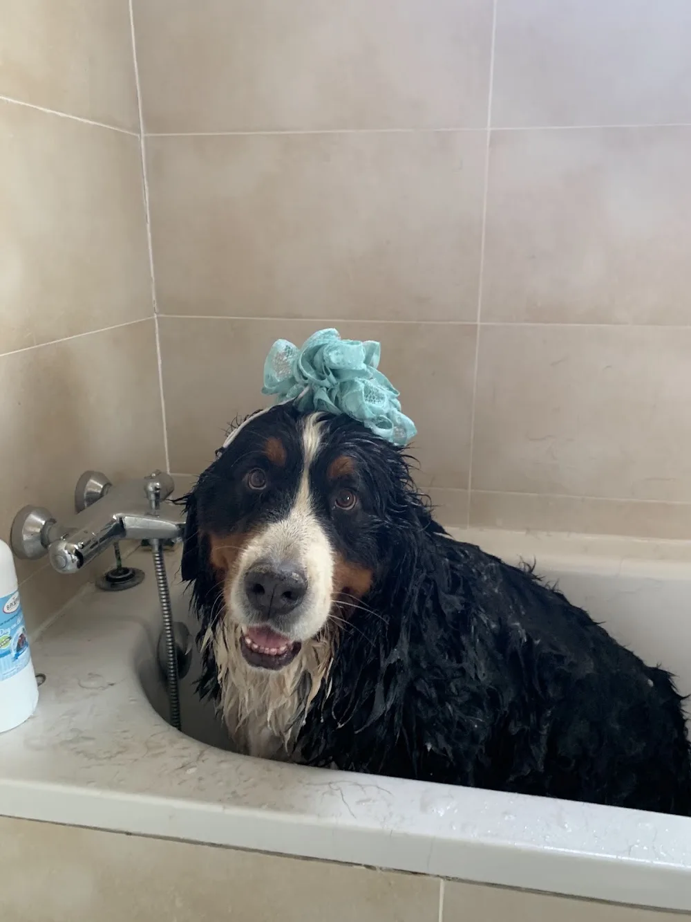 Pension Canine et Toilettage SAMARA - Provence-Alpes-Côte-d’Azur pet otel görseli 3
